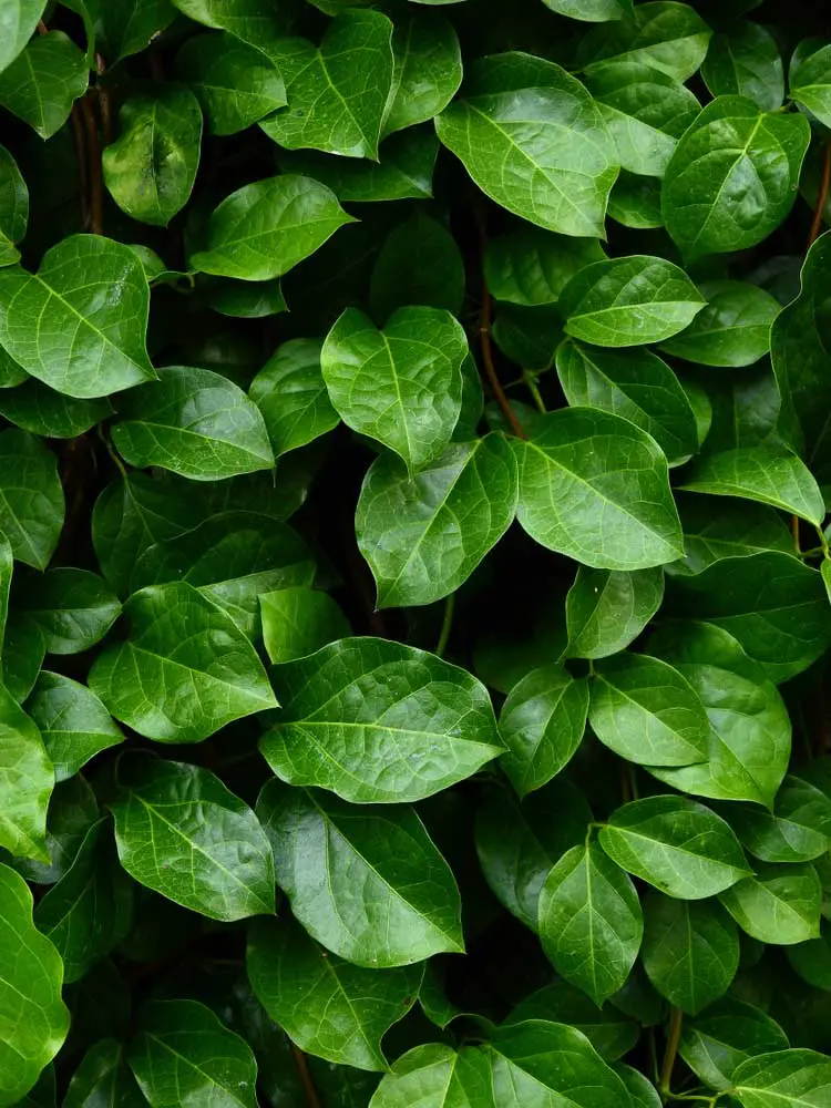 Ivy