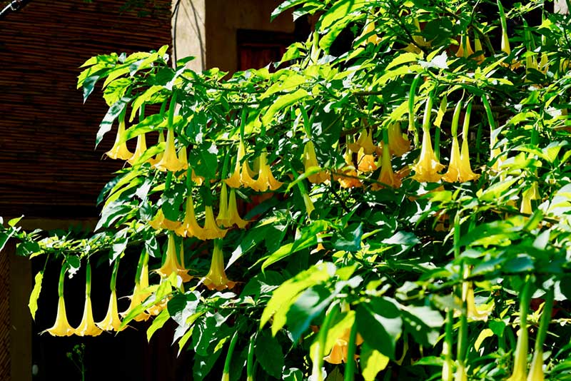 Angel's Trumpet