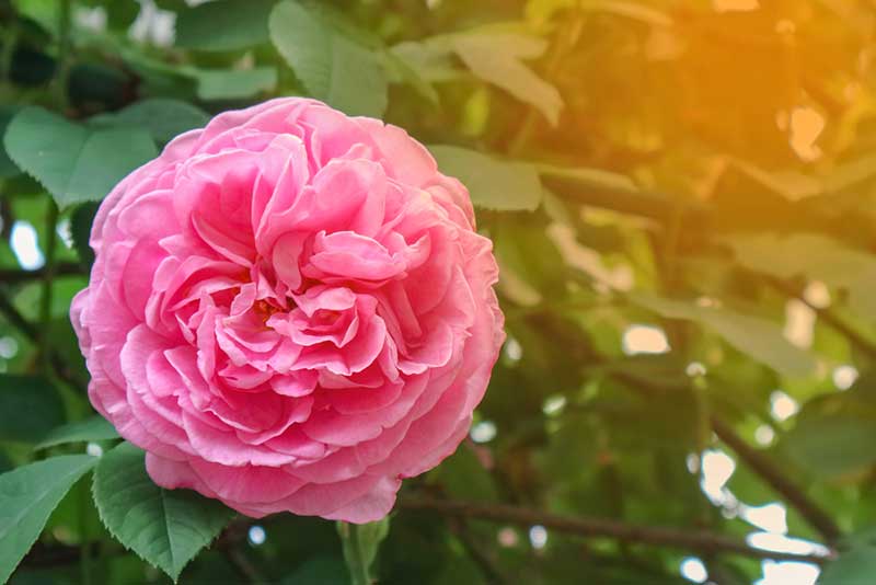 Gertrude Jekyll' Rose
