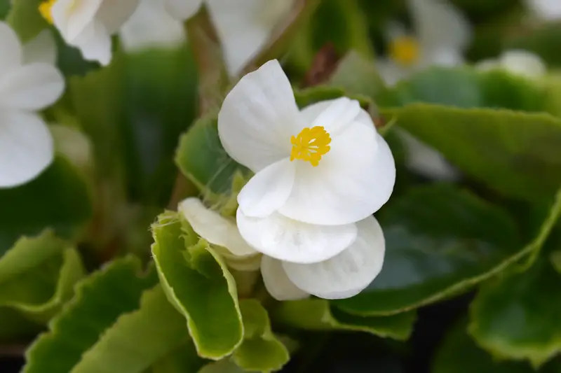 Begonias-02