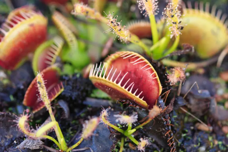 Carnivorous Plants