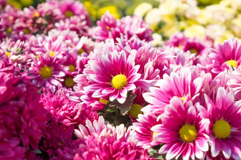 Chrysanthemum-02