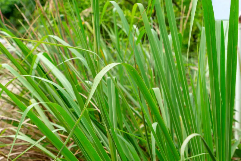 Fakahatchee-Grass