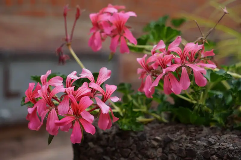 Ivy-Geranium-02