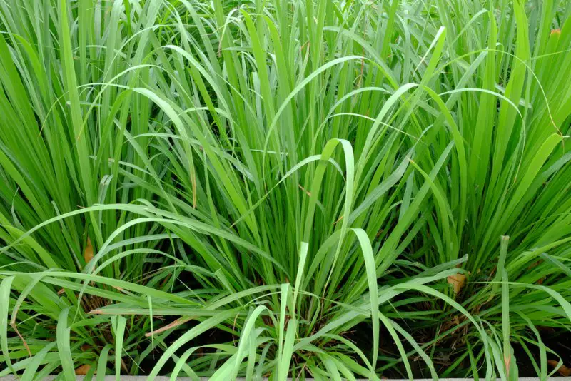 Lemon-Grass