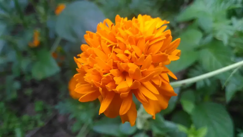 Marigolds-03