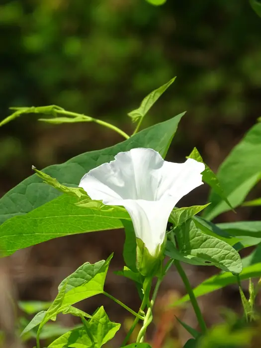 Morning-Glory-02