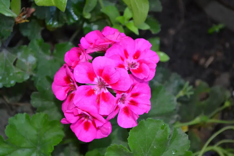 Pelargonium-02