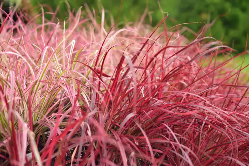 Red-Fountain-Grass